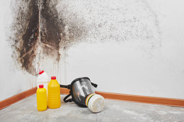 Best Mold Remediation  in New Town, ND