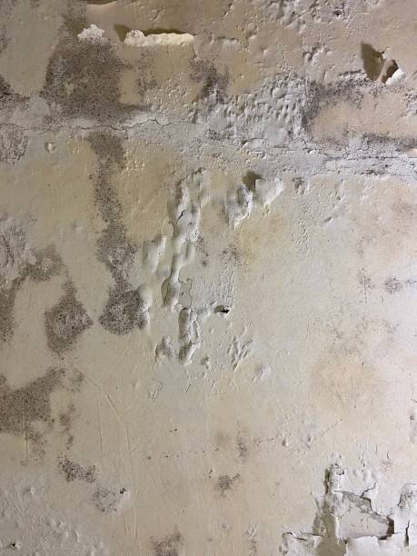 Best Professional Mold Removal  in New Town, ND