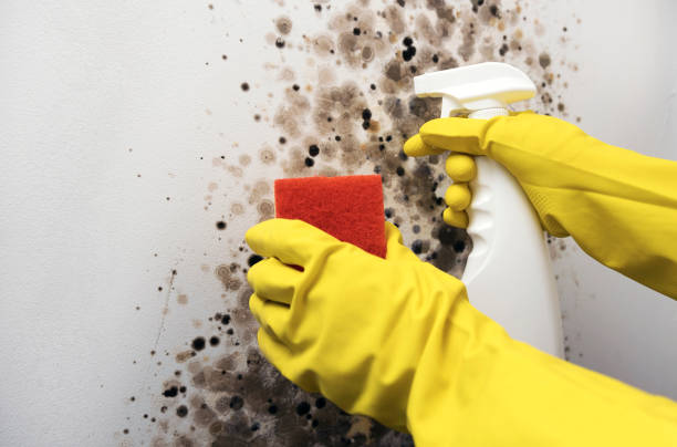 Best Certified Mold Removal  in New Town, ND