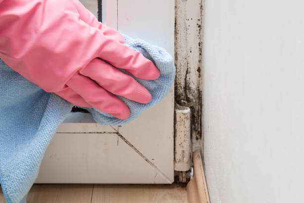 Best Home Mold Removal  in New Town, ND